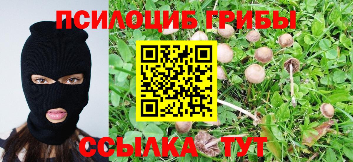 Псилоцибиновые грибы Psilocybine cubensis Северск